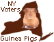 New York Voters: 900,000 Guinea Pigs