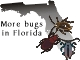 More bugs in Florida